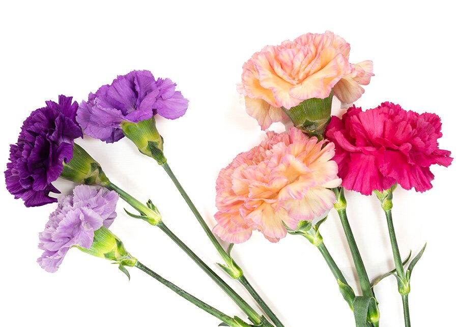 The Symbolism of Common Funeral Flowers